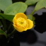 Gelbe Teichrose kaufen