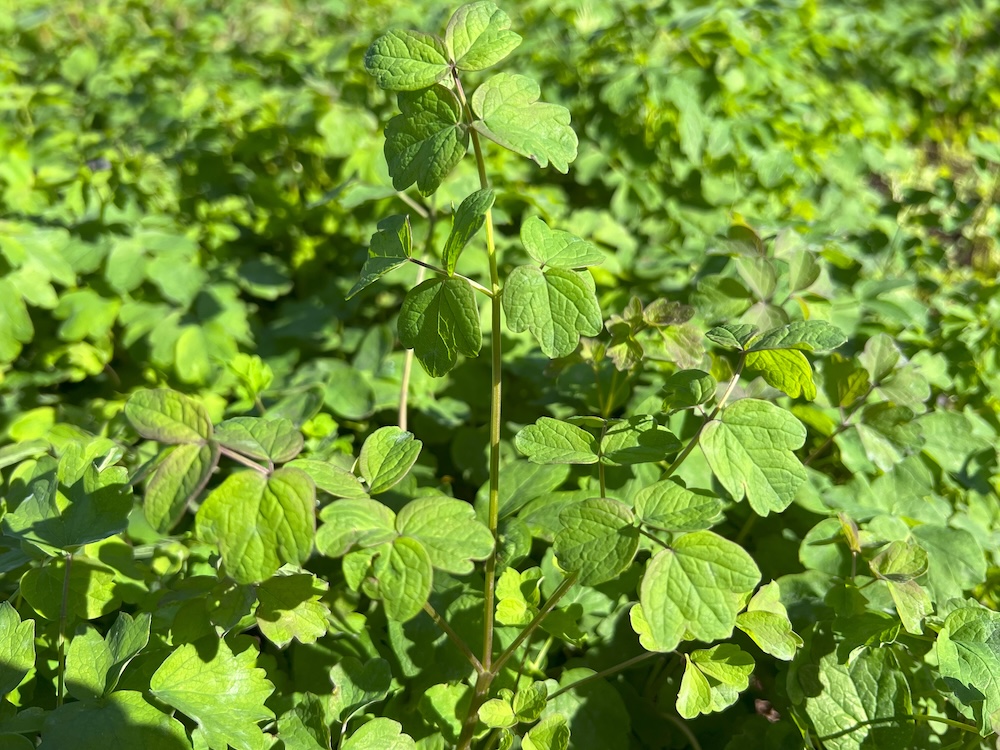 Gelbe Wiesenraute Teich