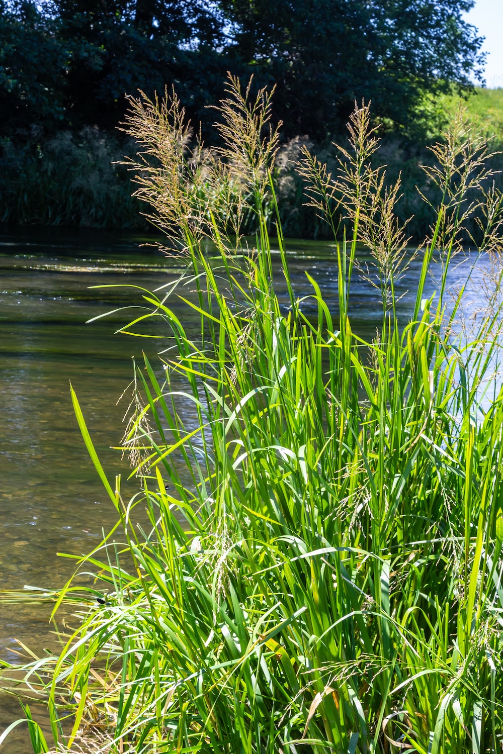 Glyceria maxima kaufen