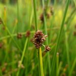 Juncus effusus kaufen