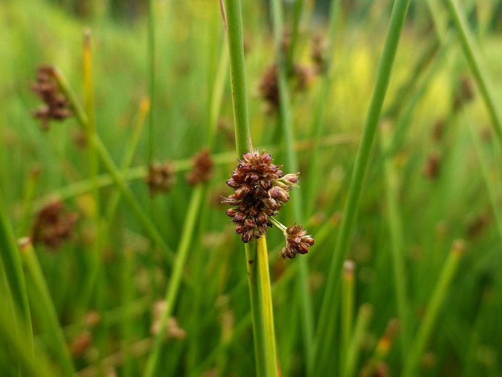 Juncus effusus kaufen