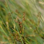 Juncus inflexus kaufen
