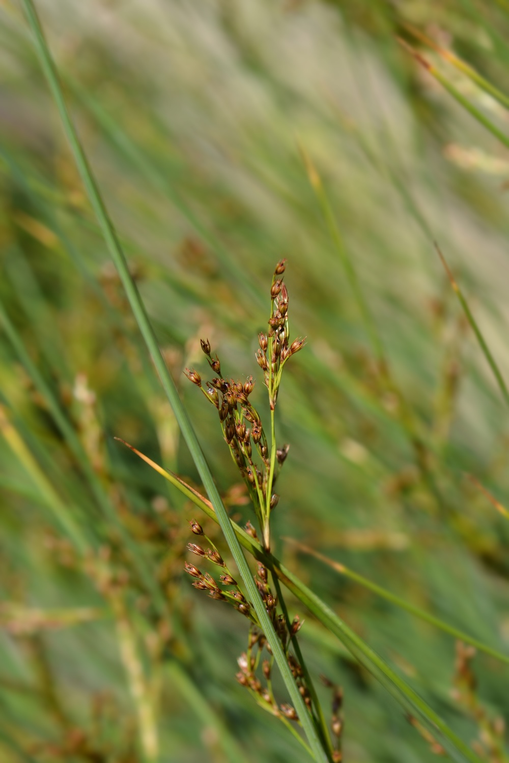 Juncus inflexus kaufen