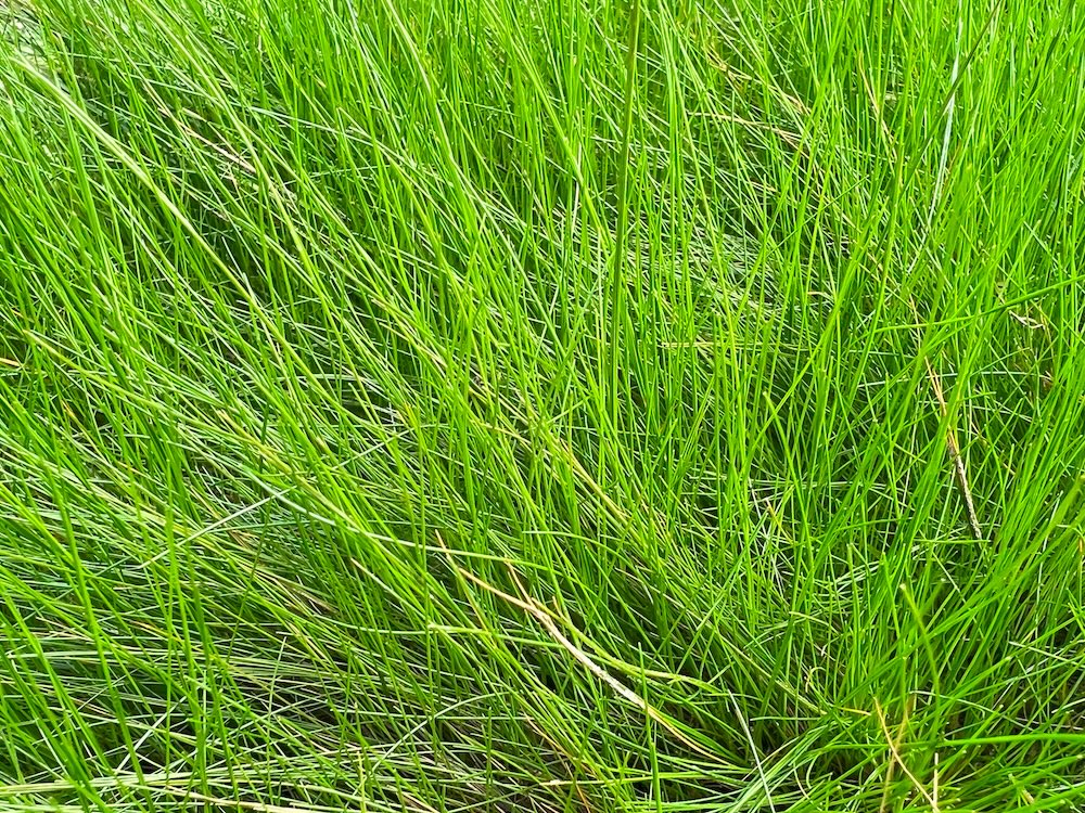 L Wintergrün Pflanzen Set für Teich kaufen