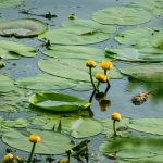 Nuphar lutea kaufen