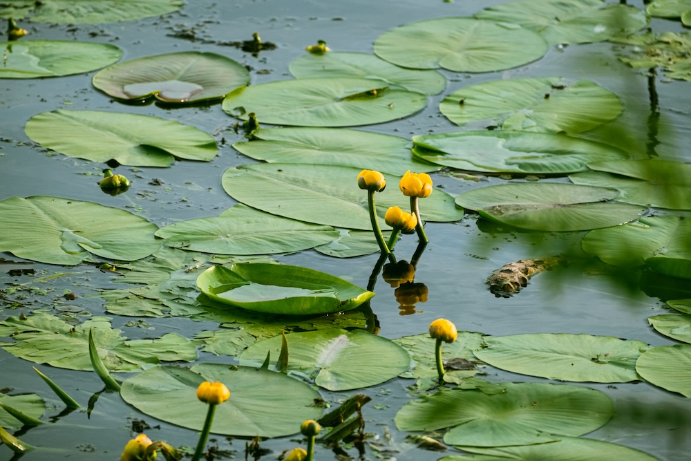 Nuphar lutea kaufen