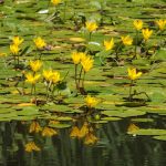 Nymphoides peltata kaufen