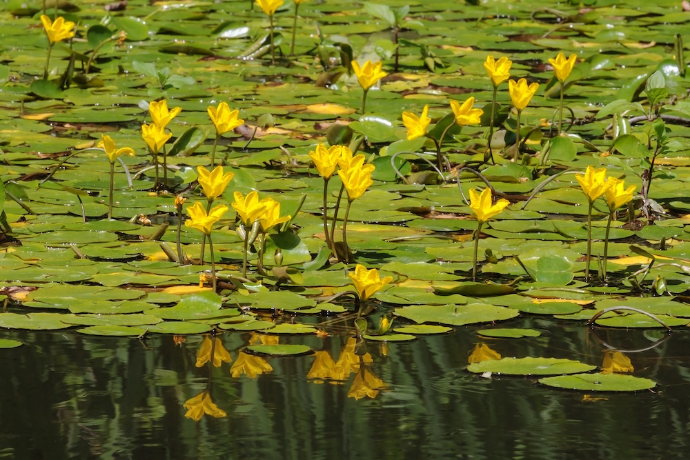 Nymphoides peltata kaufen