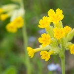 Primula veris kaufen