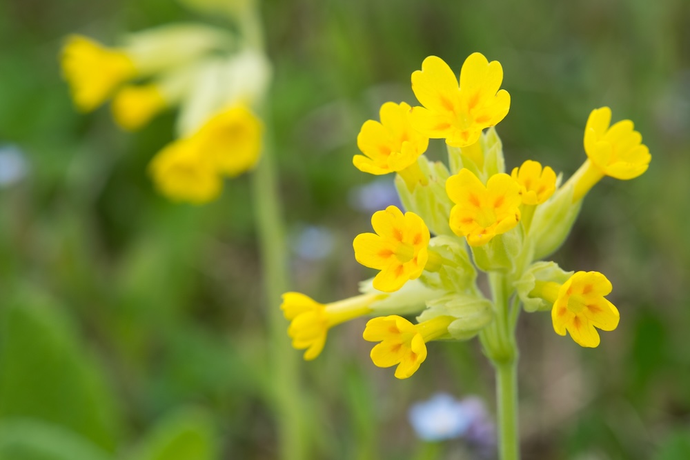 Primula veris kaufen