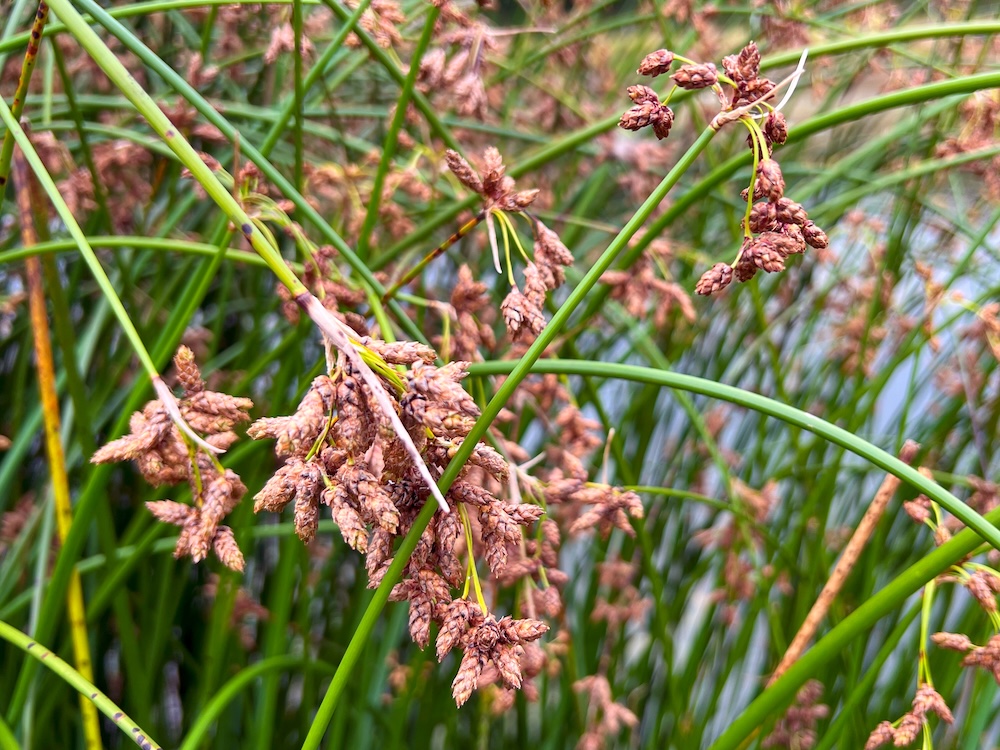 Schoenoplectus tabernaemontani kaufen