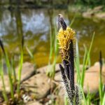 Schwarzbraune Segge kaufen