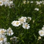 Sumpf-Schafgarbe bestellen