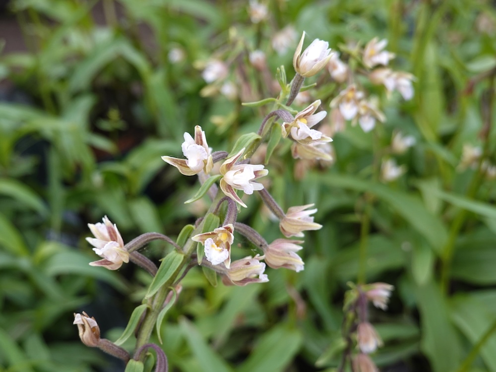 Sumpf-Stendelwurz Blumen