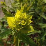 Sumpf-Wolfsmilch Blumen