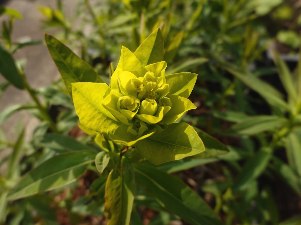 Sumpf-Wolfsmilch Blumen