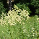 Thalictrum flavum kaufen