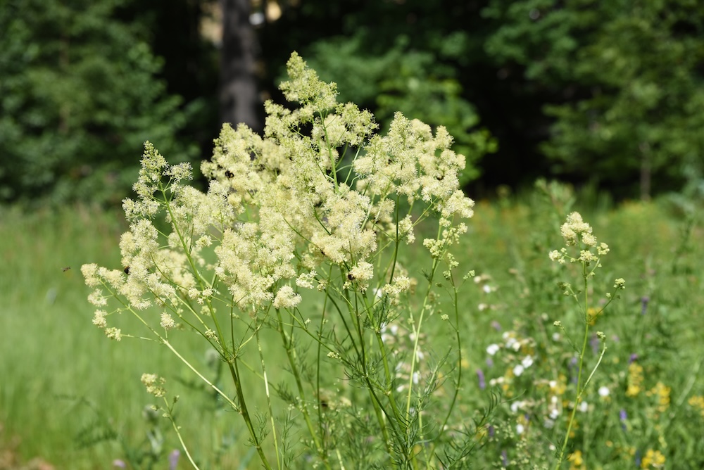 Thalictrum flavum kaufen