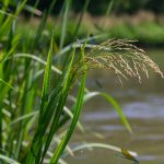 Wasserschwaden kaufen