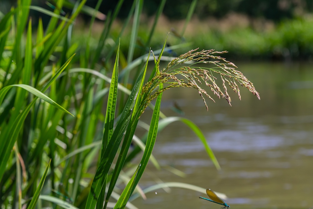 Wasserschwaden kaufen