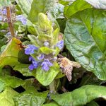 Ajuga reptans kaufen