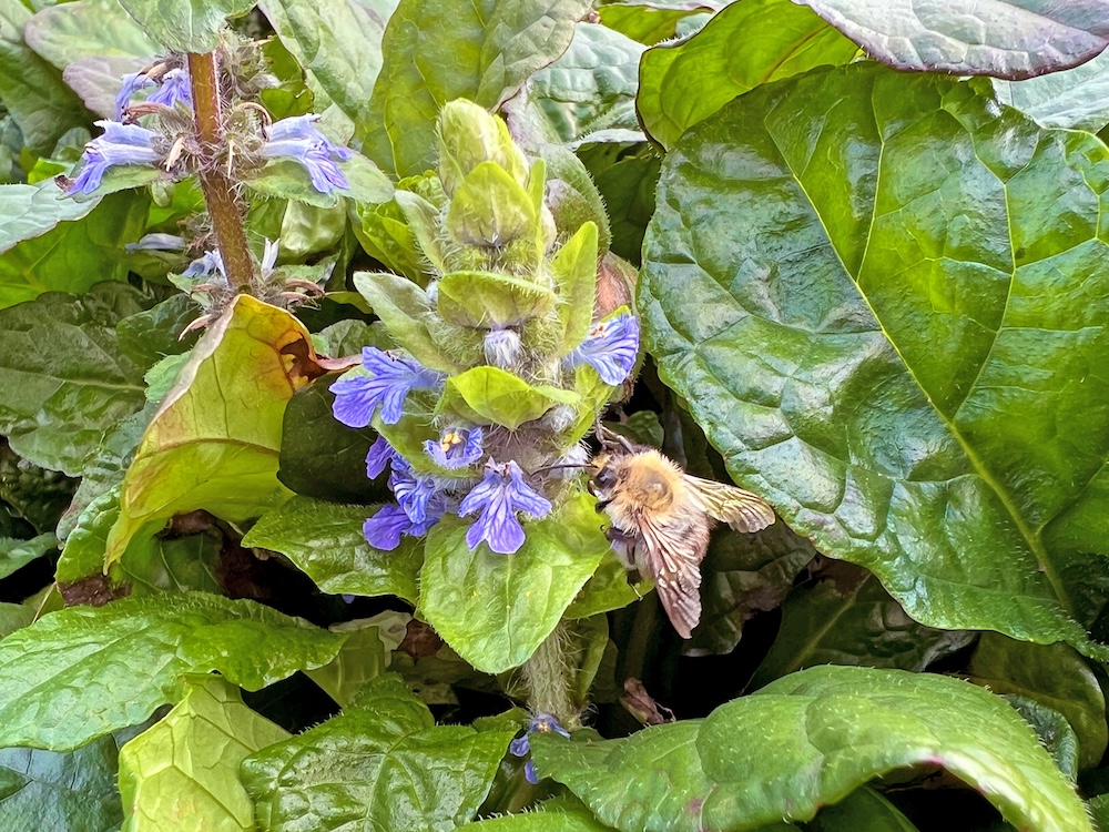 Ajuga reptans kaufen