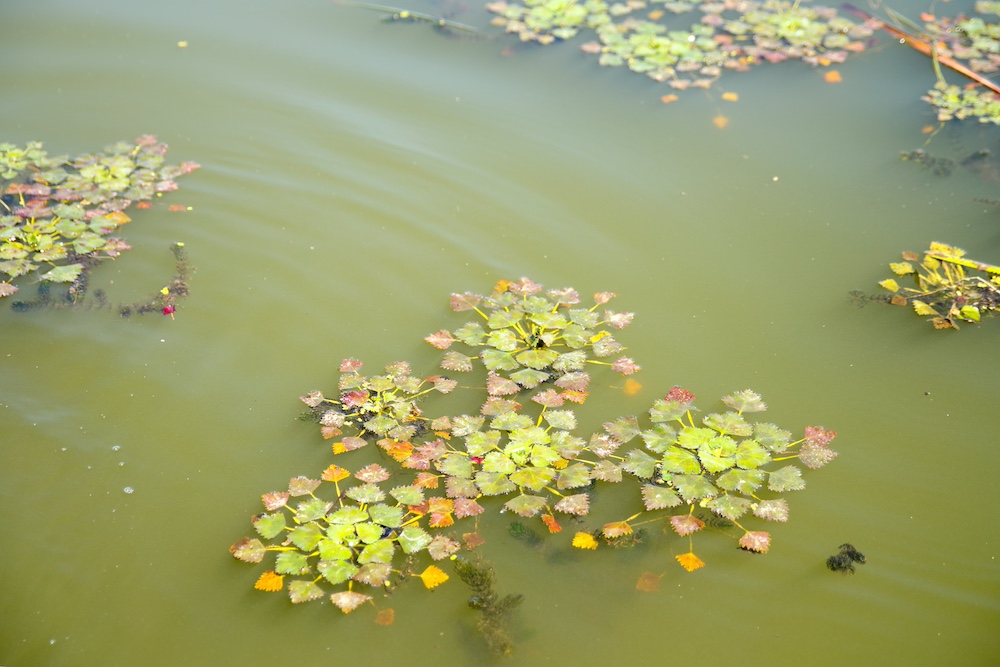 Groen vijverwater