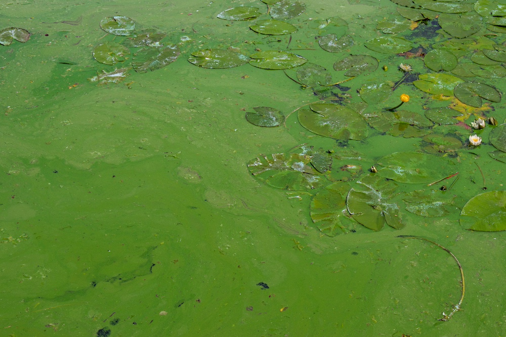 Groene vijver