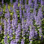 Kriechende Günsel Blumen