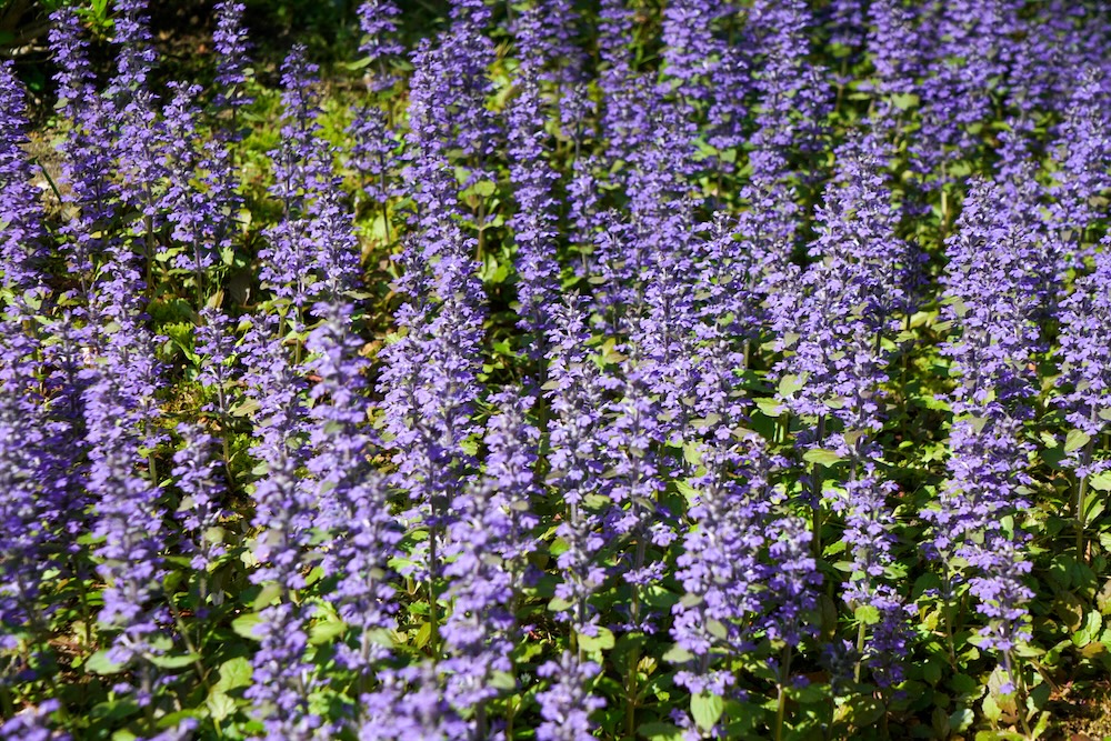 Kriechende Günsel Blumen