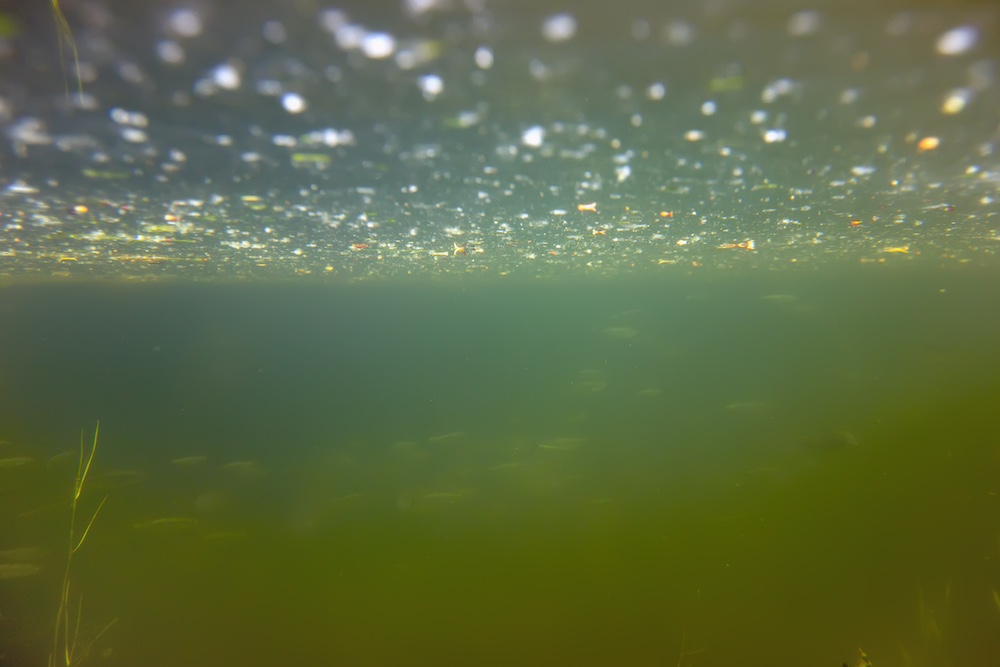 Last van algen