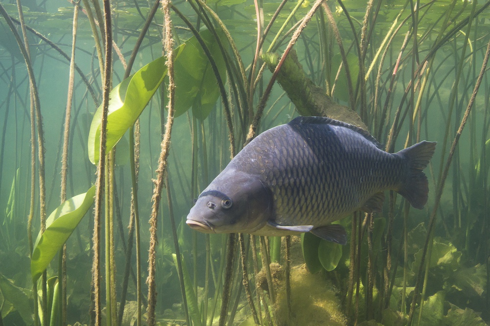Oorzaken van groen vijverwater
