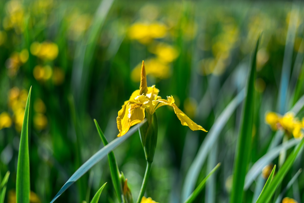 Verminder voedingsstoffen met zuiverende planten