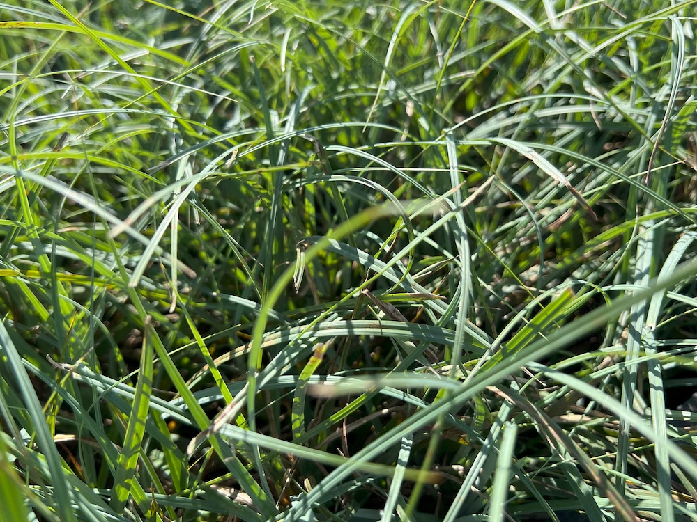 S Wintergrün Pflanzen Set für Garten kaufen