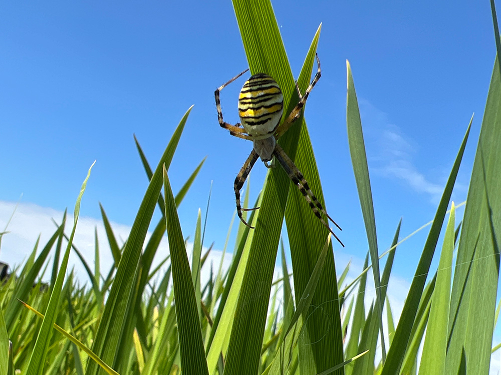 Wat leeft er in onze kwekerij