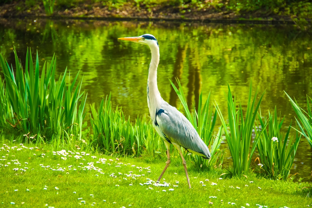 Reiher verscheuchen