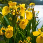 Wasserreinigende Uferpflanzen Set M bestellen