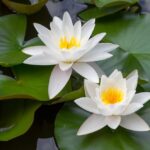 Weiße Seerose bestellen