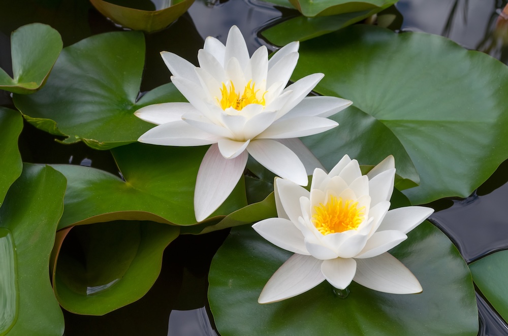 Weiße Seerose bestellen